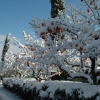 A cold winter in Chianti