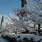 A cold winter in Chianti