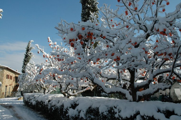 A cold winter in Chianti