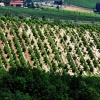 Montefioralle