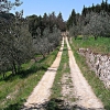 Pieve of San Cresci
