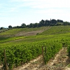 Siena