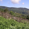 Caprili