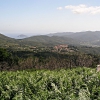 Caprili