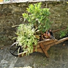 Barga