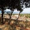 Trees atop Guinigi Tower