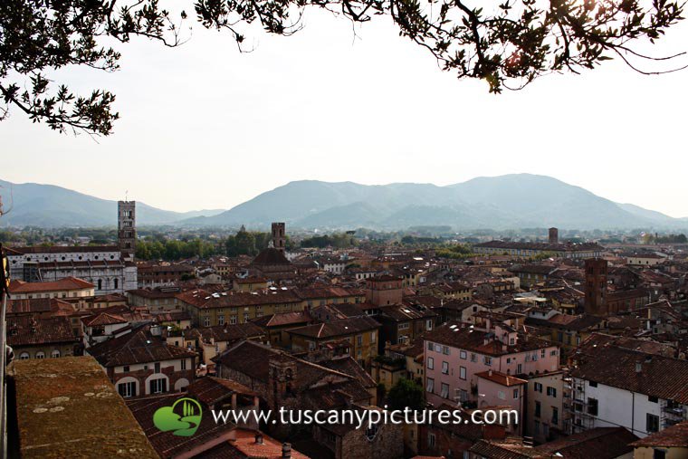 View from Torre Guinigi