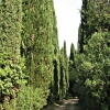 Badia Arghendesca