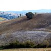 Cinigiano