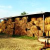 Cinigiano