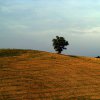 Cinigiano