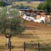 Cinigiano