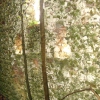 Iesa