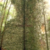 Iesa