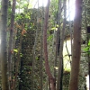 Iesa