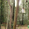 Iesa