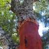 Casal di Pari