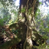 Casal di Pari