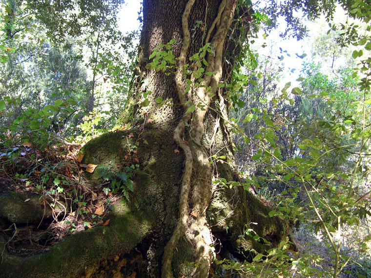 Casal di Pari