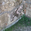 Roselle Archaeological Site
