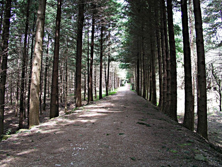 Montesenario