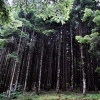 Vallombrosa