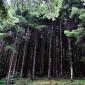 Vallombrosa