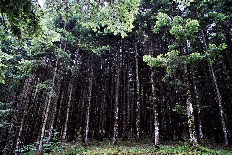 Vallombrosa