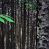 Vallombrosa