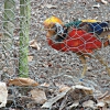 Poppi Zoo