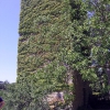 Porciano