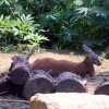 Pistoia Zoo