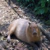 Pistoia Zoo