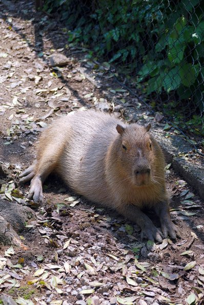 capibara01