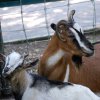 Pistoia Zoo