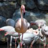Pistoia Zoo