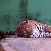 Pistoia Zoo