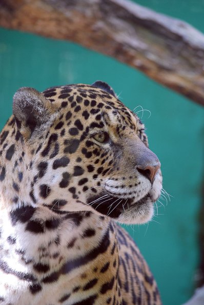giaguaro03