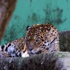 Pistoia Zoo