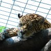 Pistoia Zoo