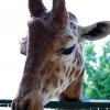 Pistoia Zoo