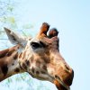 Pistoia Zoo