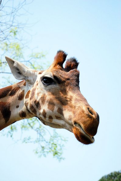 giraffa02