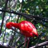 ibis_rosso