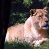 Pistoia Zoo