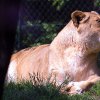 Pistoia Zoo