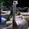 Pistoia Zoo