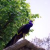 Pistoia Zoo