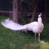 Pistoia Zoo