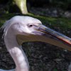 Pistoia Zoo